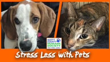 Study Break: Stress Less with Pets